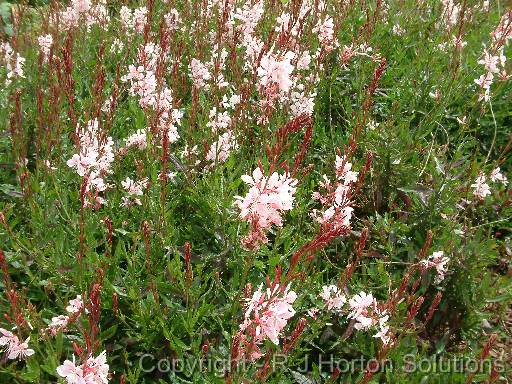 Gaura pink_3 